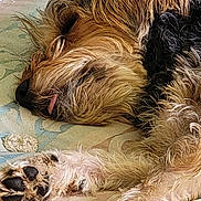 Florence Le Seach a rejoint le concours — aidez-le/la à gagner de superbes lots ! animal, blanket, canine, close_up, cozy, cute, dog, fur, furry, indoor, muzzle, napping, paw, paw_pad, pet, relaxation, resting, sleeping, snout, tongue_out