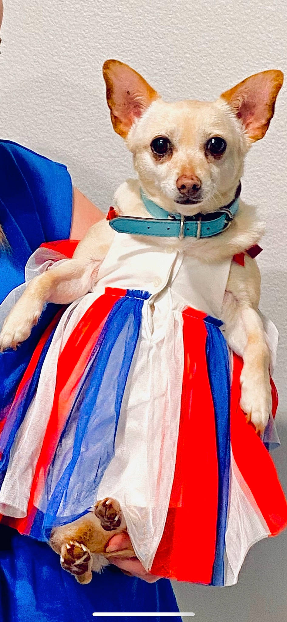 Cupcake joined the competition — help win amazing prizes! blue, canidae, carnivore, companion_dog, dog, dog_breed, dog_clothes, electric_blue, event, fawn, felidae, fictional_character, fur, pink, red, stuffed_toy, toy, toy_dog, whiskers, white