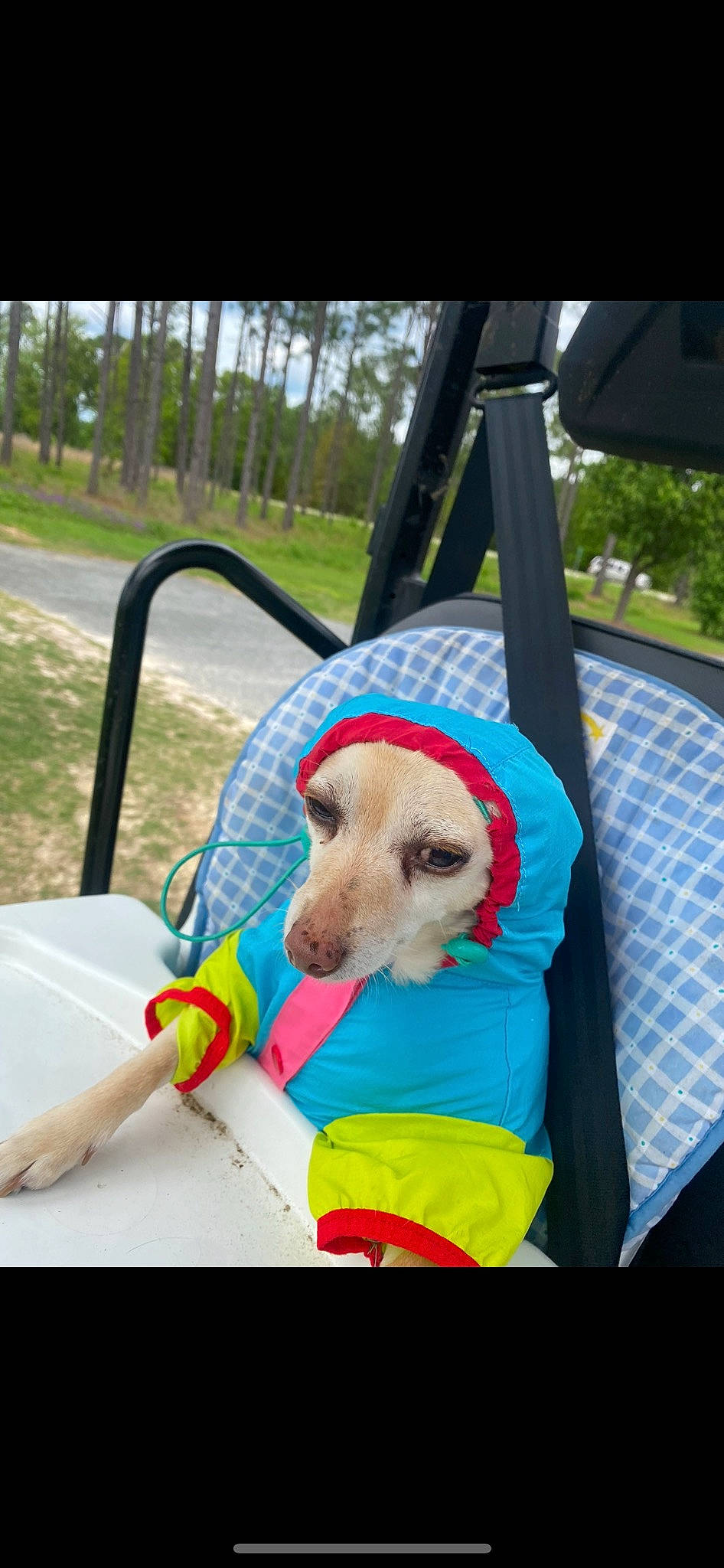 Cupcake is registered to the contest to win money with this photo: canidae, carnivore, collar, companion_dog, dog, dog_breed, dog_clothes, dog_supply, fawn, fun, grass, leash, leisure, pet_supply, plant, recreation, sporting_group, toy, tree, working_animal