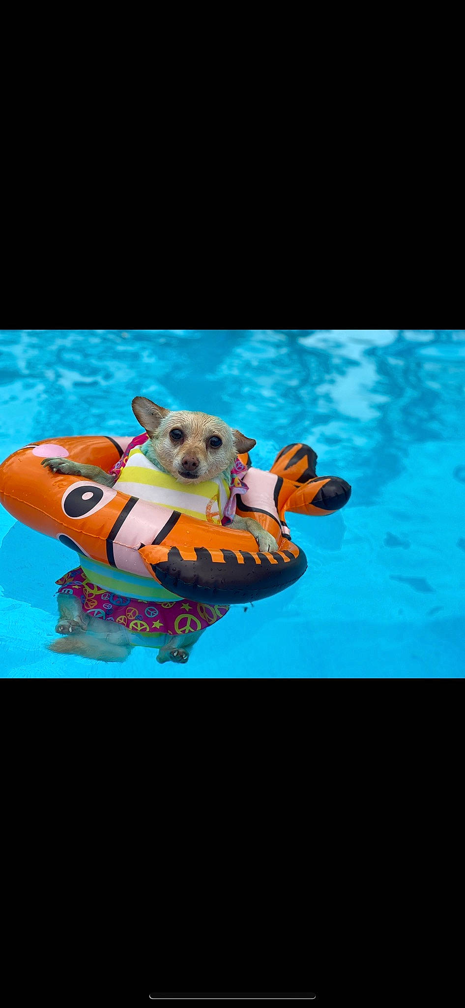 Cupcake is registered to the contest to win money with this photo: aqua, azure, carnivore, companion_dog, dog, dog_breed, electric_blue, font, fun, happy, leisure, lifejacket, organism, personal_protective_equipment, recreation, sky, stuffed_toy, teddy_bear, toy, water