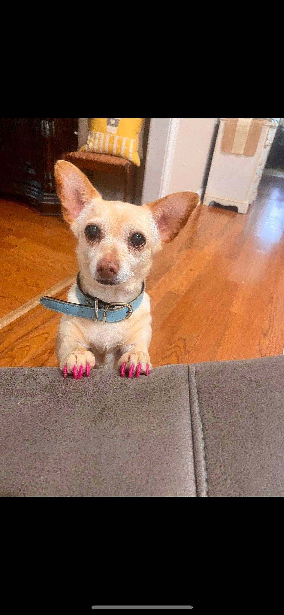 Cupcake joined the competition — help win amazing prizes! canidae, carnivore, chihuahua, companion_dog, dog, dog_breed, dog_supply, fawn, flooring, fur, hardwood, paw, pet_supply, snout, sporting_group, tail, toy_dog, whiskers, wood, working_animal