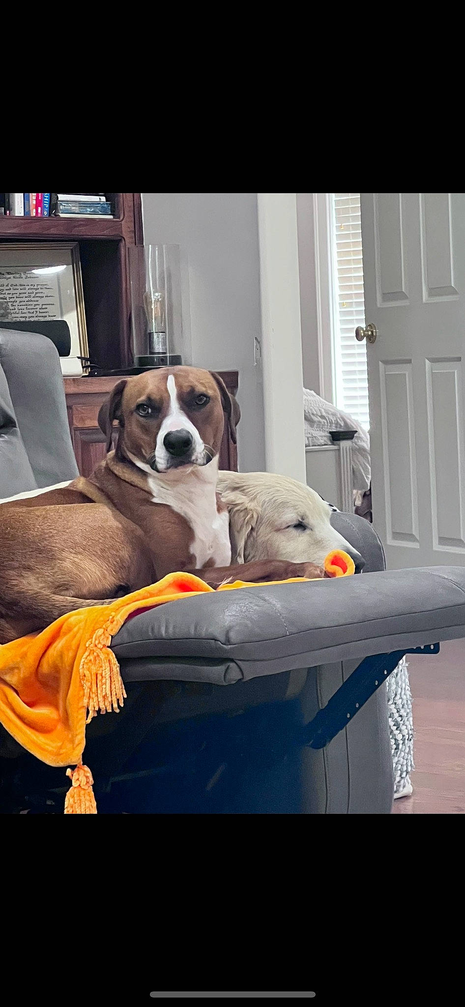 Roxie is registered to the contest to win money with this photo: ball, canidae, carnivore, chair, club_chair, collar, comfort, companion_dog, couch, dog, dog_breed, dog_supply, door, fawn, flooring, sporting_group, studio_couch, table, window, working_animal