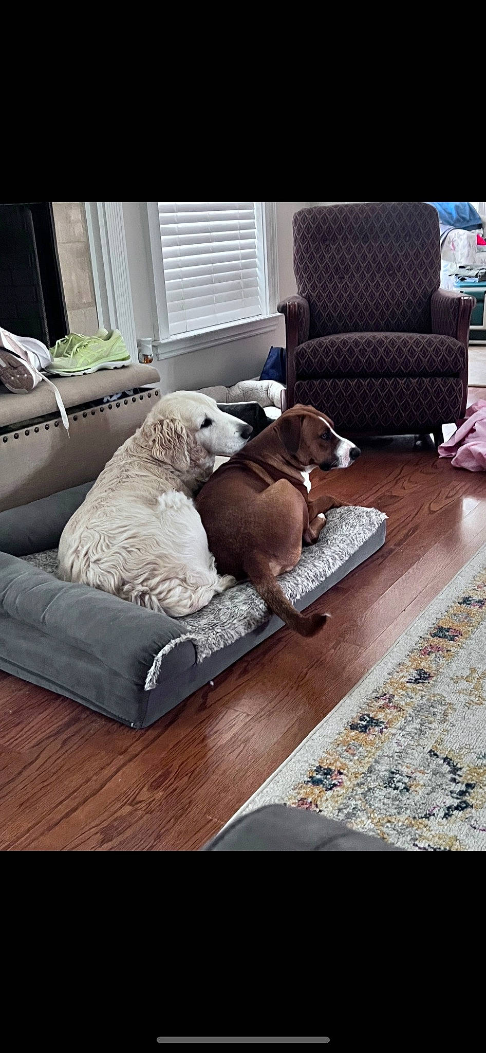 Roxie joined the competition — help win amazing prizes! carnivore, chair, comfort, companion_dog, couch, dog, dog_breed, dog_supply, fawn, floor, flooring, furniture, hardwood, interior_design, living_room, pet_supply, studio_couch, window, wood, working_animal