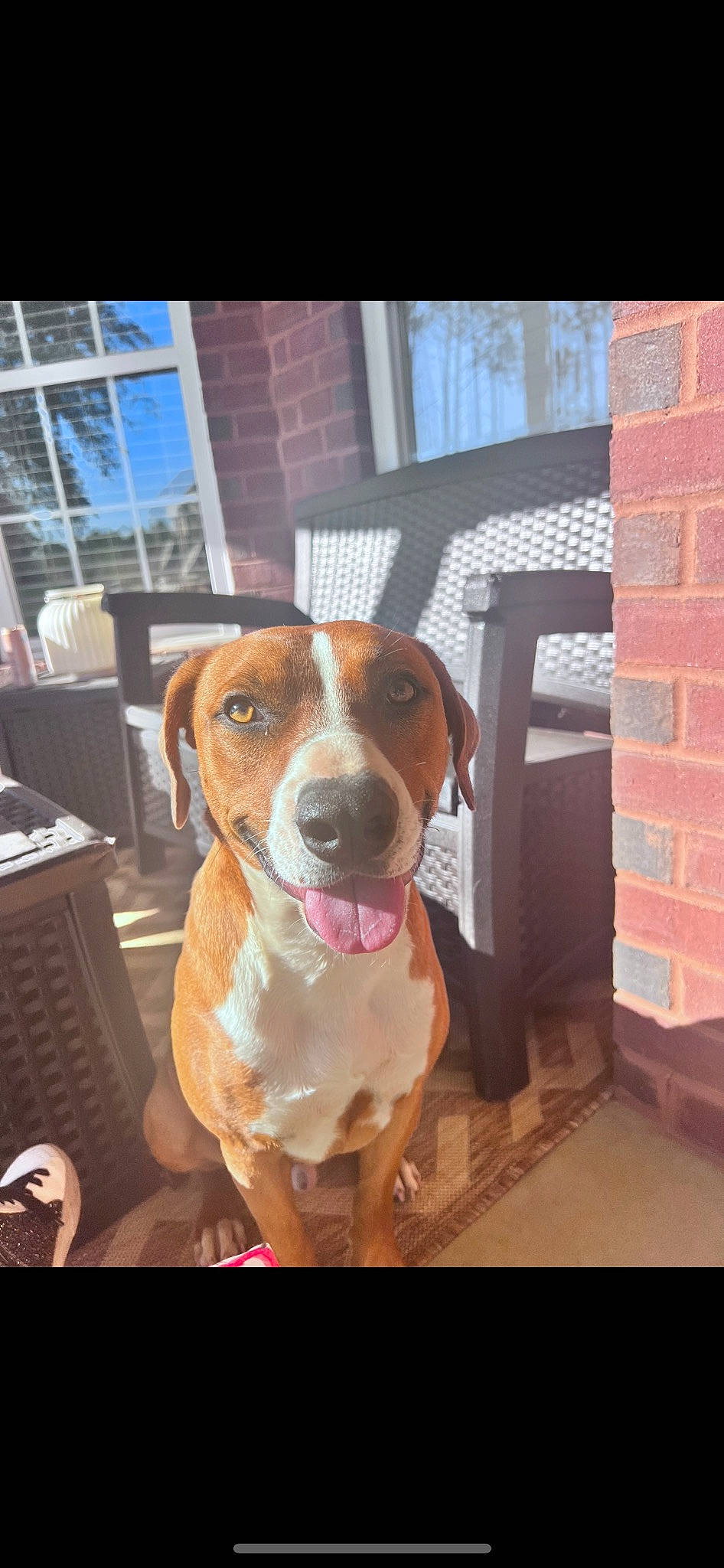 Sambo joined the competition — help win amazing prizes! beagle_harrier, brick, brickwork, carnivore, collar, companion_dog, dog, dog_breed, finnish_hound, flooring, hound, hunting_dog, liver, scent_hound, window, working_animal, working_dog