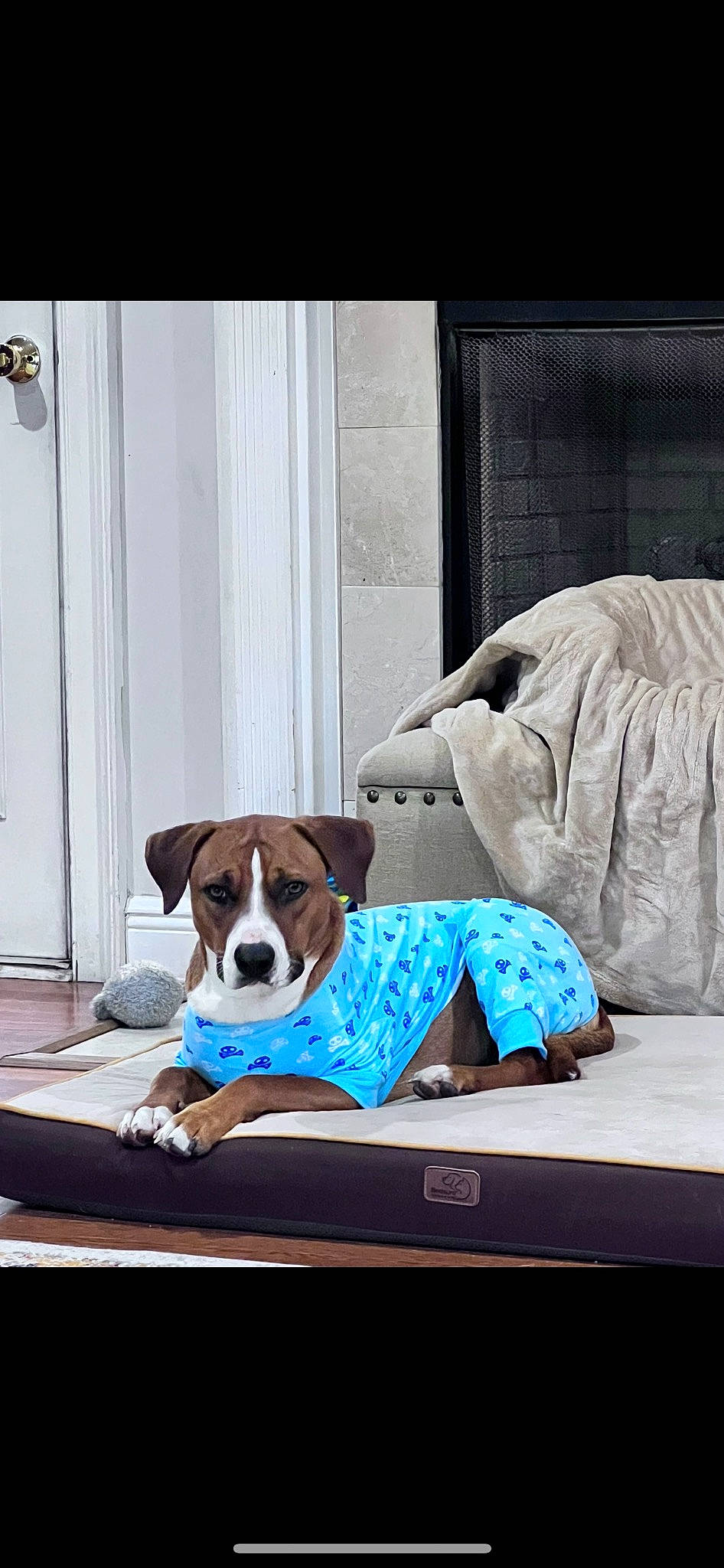 Sambo joined the competition — help win amazing prizes! canidae, carnivore, chair, collar, comfort, companion_dog, couch, dog, dog_breed, dog_collar, dog_supply, door, fawn, floor, flooring, linens, snout, sporting_group, window, working_animal