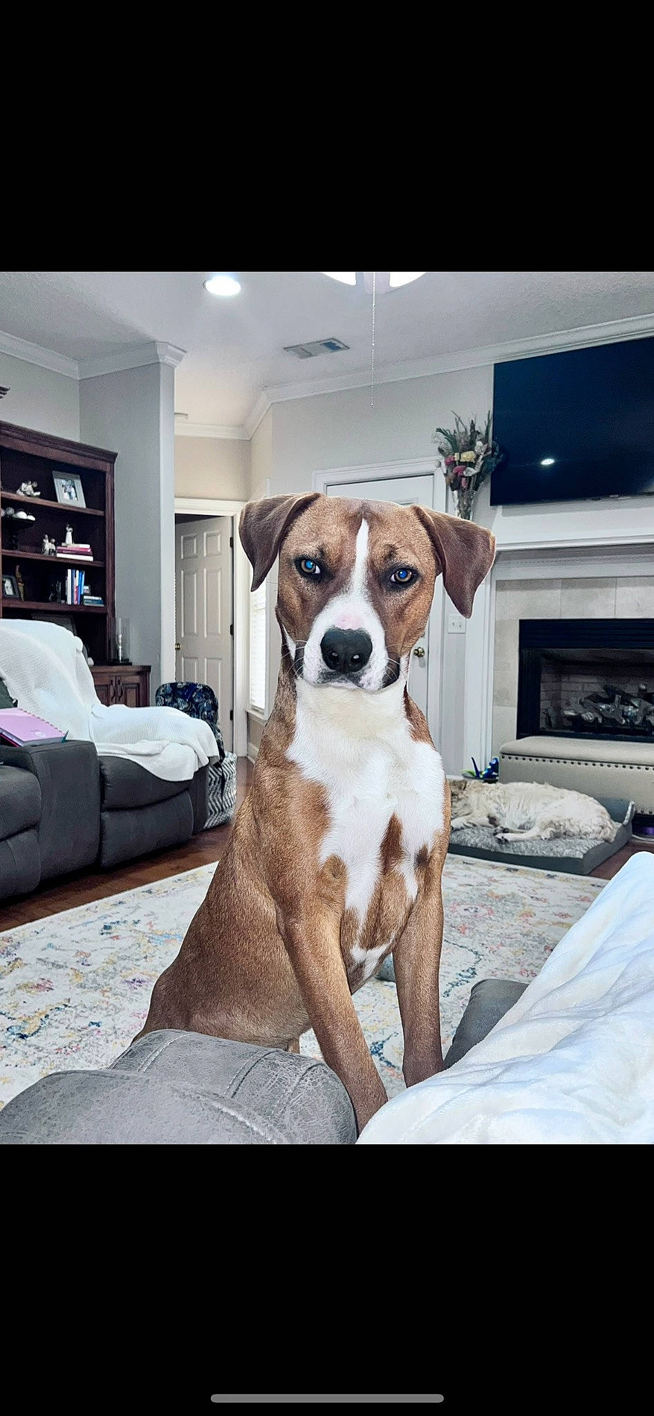 Sambo is registered to the contest to win money with this photo: carnivore, collar, comfort, companion_dog, computer_keyboard, couch, dog, dog_breed, dog_collar, dog_supply, flooring, hardwood, liver, output_device, picture_frame, plant, shelf, snout, window, working_animal