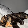 cat, sleeping, tortoiseshell, bed, blanket, paw, fur, cozy, indoor, resting, pet, animal, cute, whiskers, relaxation, closeup, comfort, feline, soft, peaceful