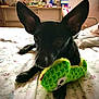 animal, bed, bedspread, black_dog, companion, cute, decor, dog, dresser, ears, floral_pattern, furniture, green_toy, indoor, paws, pet, plush_toy, relaxing, toy, window
