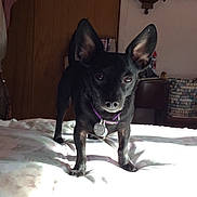 Pepper is registered to the contest to win money with this photo: animal, bed, black_dog, blanket, canine, collar, cozy, dog, domestic, ears, furniture, indoor, looking_at_camera, pet, room, shadow, standing, sunlight, tag, wooden_door