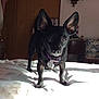 animal, bed, black_dog, blanket, canine, collar, cozy, dog, domestic, ears, furniture, indoor, looking_at_camera, pet, room, shadow, standing, sunlight, tag, wooden_door
