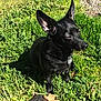 Pepper joined the competition — help win amazing prizes! animal, black_dog, collar, cute, daylight, dog, ears, fur, grass, greenery, leaf, nature, outdoor, pet, plant, shadow, sitting, small_dog, sunlight, tag