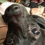 Pepper is registered to the contest to win money with this photo: background, black_dog, blur, casual, close_up, couch, curious, dog, eyes, furniture, hand, indoor, living_room, person, pet, skin, sleeve, table, watch, wood