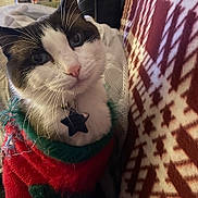 Bandit joined the competition — help win amazing prizes! cat, close_up, pet, feline, whiskers, collar, star_tag, sweater, red, green, patterned_blanket, indoor, cozy, curious, fur, face, cute, domestic_animal, warm, resting