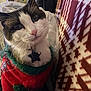 cat, close_up, pet, feline, whiskers, collar, star_tag, sweater, red, green, patterned_blanket, indoor, cozy, curious, fur, face, cute, domestic_animal, warm, resting