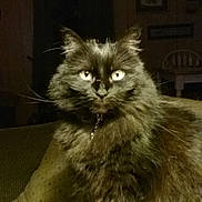 Fluffy is registered to the contest to win money with this photo: cat, black_cat, fluffy, pet, indoor, couch, furniture, home, animal, whiskers, eyes, sitting, portrait, furry, domestic_cat, cozy, dim_lighting, house, living_room, feline