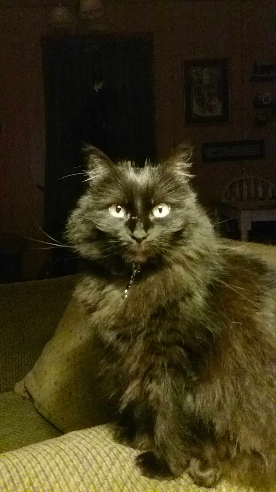 Fluffy is registered to the contest to win money with this photo: cat, black_cat, fluffy, pet, indoor, couch, furniture, home, animal, whiskers, eyes, sitting, portrait, furry, domestic_cat, cozy, dim_lighting, house, living_room, feline