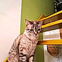 cat, tabby, blue_eyes, stairs, yellow, green_wall, indoor, pet, feline, curious, sitting, whiskers, striped, domestic_cat, household, animal, fur, portrait, cute, looking_down