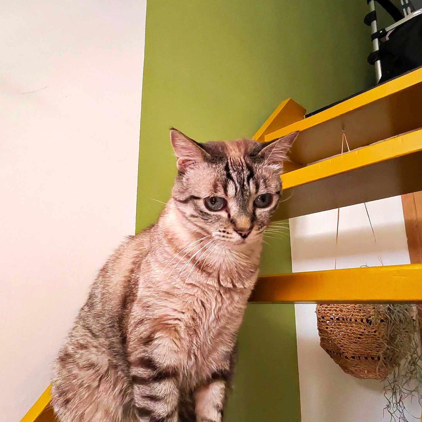 Sushi participe au concours pour gagner de l'argent avec cette photo : animal, blue_eyes, cat, curious, cute, domestic_cat, feline, fur, green_wall, household, indoor, looking_down, pet, portrait, sitting, stairs, striped, tabby, whiskers, yellow