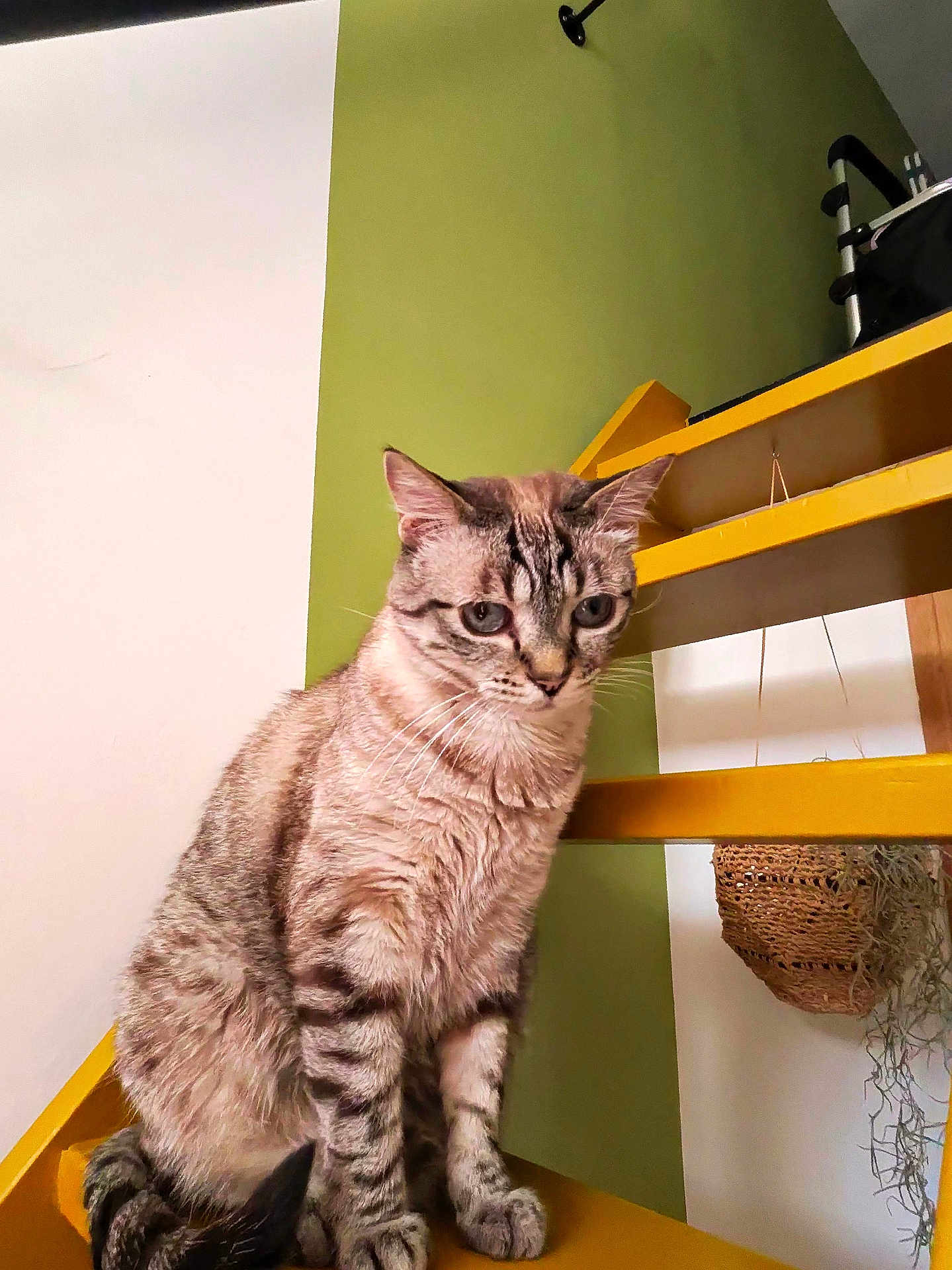 Sushi participe au concours pour gagner de l'argent avec cette photo : cat, tabby, blue_eyes, stairs, yellow, green_wall, indoor, pet, feline, curious, sitting, whiskers, striped, domestic_cat, household, animal, fur, portrait, cute, looking_down