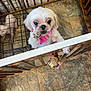 Bella joined the competition — help win amazing prizes! dog, small_dog, white_dog, bandana, pet, indoor, tile_floor, wooden_gate, crate, toy, paw, cute, looking_up, pet_accessory, animal, companion, pet_care, flooring, fence, domestic_animal