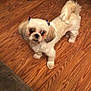 Bella joined the competition — help win amazing prizes! dog, small_dog, fluffy, bow, blue_bow, ears, wooden_floor, pet, animal, cute, curious, looking_up, indoors, flooring, fur, tail, standing, companion, friendly, domestic