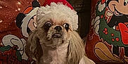 Bella is registered to the contest to win money with this photo: dog, small_dog, santa_hat, holiday, christmas, couch, pillows, cartoon_characters, brown_couch, festive, pet, indoor, cute, fluffy, wide_eyes, holiday_decor, celebration, fur, animal, companion