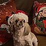 dog, small_dog, santa_hat, holiday, christmas, couch, pillows, cartoon_characters, brown_couch, festive, pet, indoor, cute, fluffy, wide_eyes, holiday_decor, celebration, fur, animal, companion