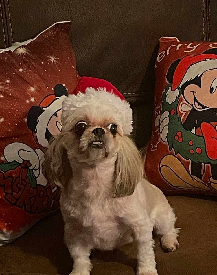 Bella is registered to the contest to win money with this photo: dog, small_dog, santa_hat, holiday, christmas, couch, pillows, cartoon_characters, brown_couch, festive, pet, indoor, cute, fluffy, wide_eyes, holiday_decor, celebration, fur, animal, companion