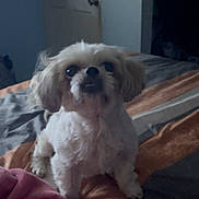 Bella joined the competition — help win amazing prizes! dog, small_dog, fluffy, pet, indoor, bed, blanket, striped_blanket, cute, animal, canine, fur, ears, eyes, snout, paw, looking_up, room, door, cozy