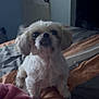 dog, small_dog, fluffy, pet, indoor, bed, blanket, striped_blanket, cute, animal, canine, fur, ears, eyes, snout, paw, looking_up, room, door, cozy