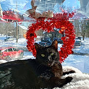 Lovie joined the competition — help win amazing prizes! black_cat, cat, window, red_wreath, heart_shaped_wreath, snow, snowy_outdoor, car, house, reflection, fluffy_blanket, pet, animal, outdoor_scene, winter, holiday_decoration, cozy, sunlight, green_eyes, relaxing
