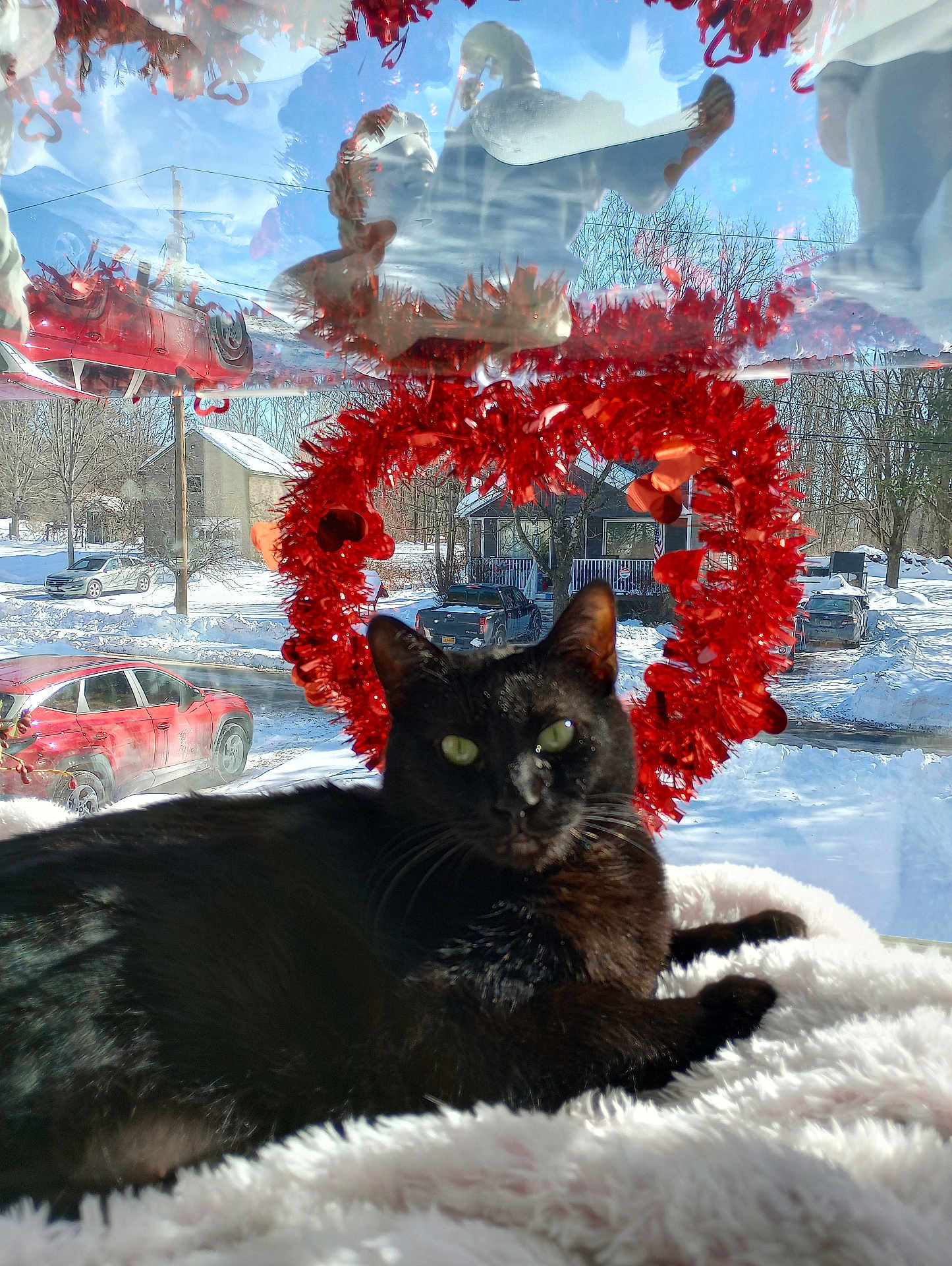 Lovie joined the competition — help win amazing prizes! black_cat, cat, window, red_wreath, heart_shaped_wreath, snow, snowy_outdoor, car, house, reflection, fluffy_blanket, pet, animal, outdoor_scene, winter, holiday_decoration, cozy, sunlight, green_eyes, relaxing