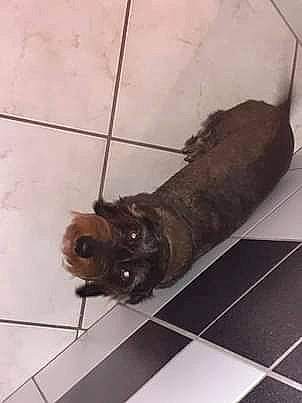 Loly a rejoint le concours — aidez-le/la à gagner de superbes lots ! canidae, fawn, floor, flooring, tile