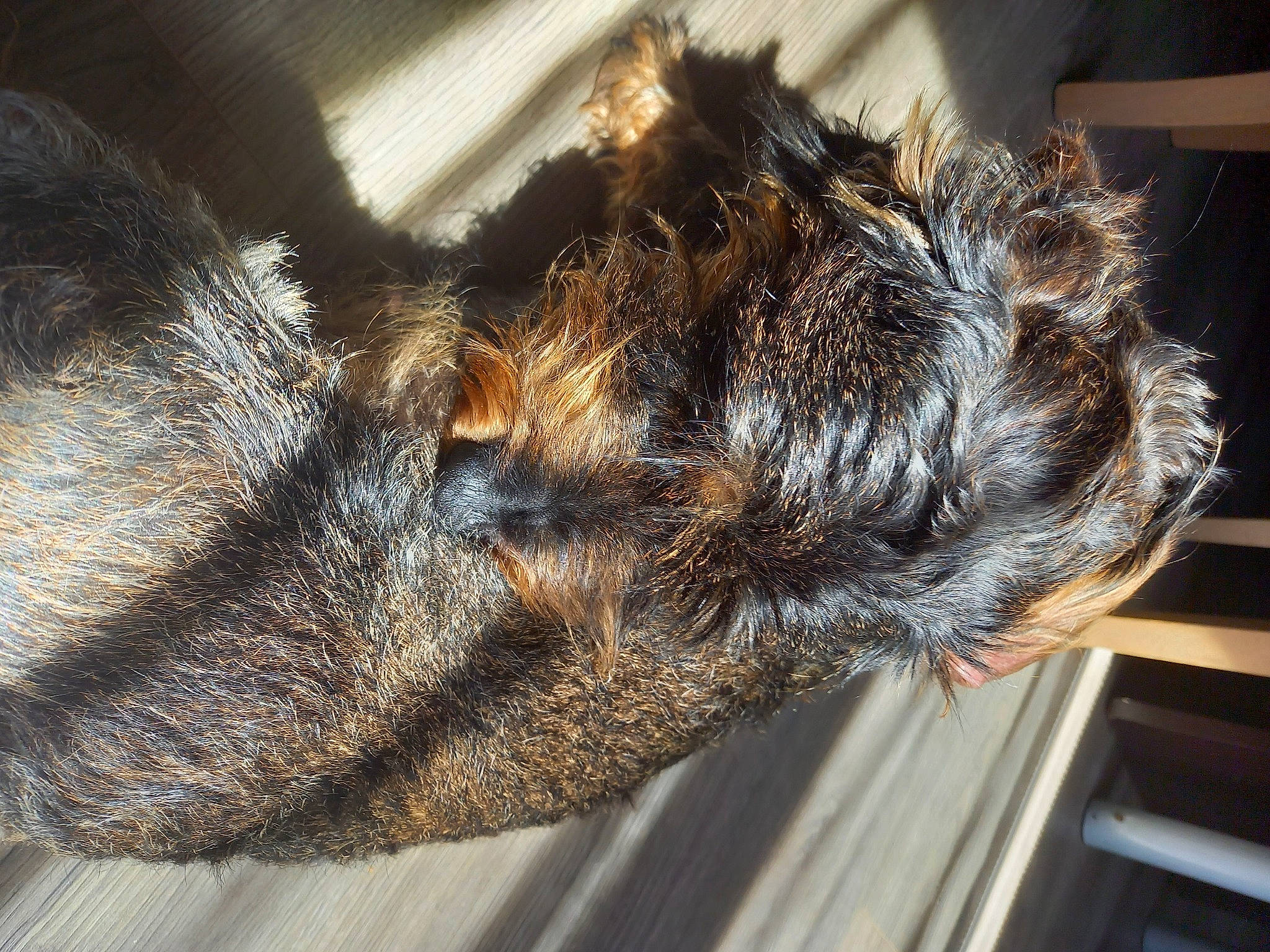 Loly a rejoint le concours — aidez-le/la à gagner de superbes lots ! border_terrier, canidae, carnivore, dog, dog_breed, ear, fur, irish_wolfhound, miniature_schnauzer, schnauzer, sporting_group, tail, terrier