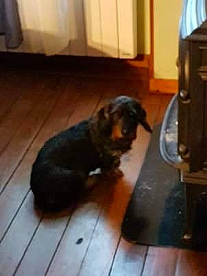 Loly participe au concours pour gagner de l'argent avec cette photo : canidae, carnivore, companion_dog, dog, dog_breed, fawn, floor, flooring, hardwood, liver, morkie, puppy, rottweiler, shih_tzu, sporting_group, toy_dog, yorkshire_terrier