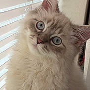 Zephyr joined the competition — help win amazing prizes! adorable, animal_face, blue_eyes, cat, close_up, curious, cute, domestic_animal, ears, feline, fluffy_fur, indoor, long_hair, pet, pink_nose, portrait, soft_light, whiskers, window_blinds
