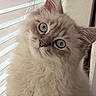 adorable, animal_face, blue_eyes, cat, close_up, curious, cute, domestic_animal, ears, feline, fluffy_fur, indoor, long_hair, pet, pink_nose, portrait, soft_light, whiskers, window_blinds