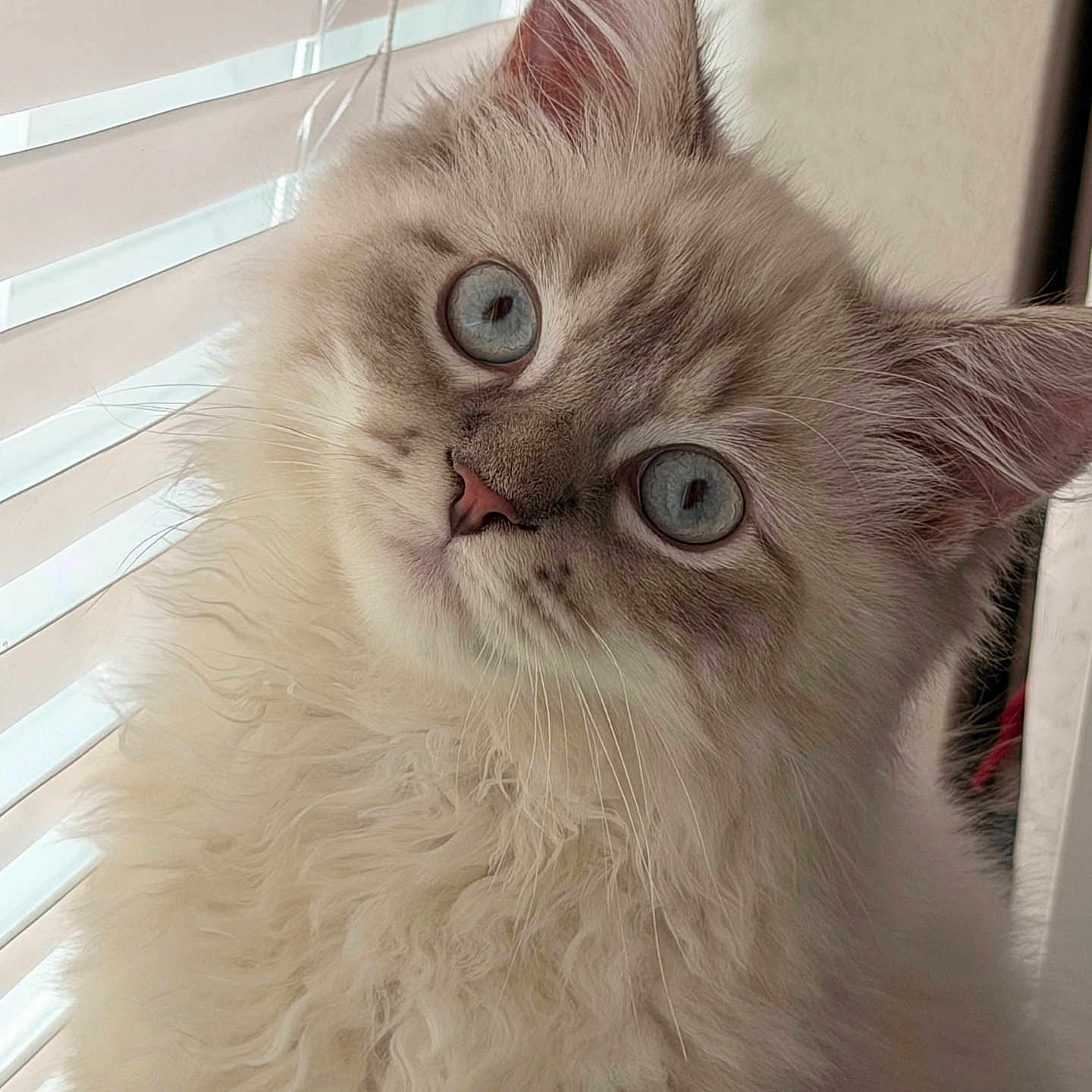 Zephyr