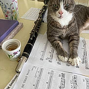 Puppy is registered to the contest to win money with this photo: cat, clarinet, cup, curious, domestic_cat, feline, flower, flower_vase, gray_cat, green_plant, home, indoor, music_notes, musical_instrument, pet, relaxed, sheet_music, table, white_paws, wooden_chair