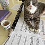 cat, clarinet, cup, curious, domestic_cat, feline, flower, flower_vase, gray_cat, green_plant, home, indoor, music_notes, musical_instrument, pet, relaxed, sheet_music, table, white_paws, wooden_chair