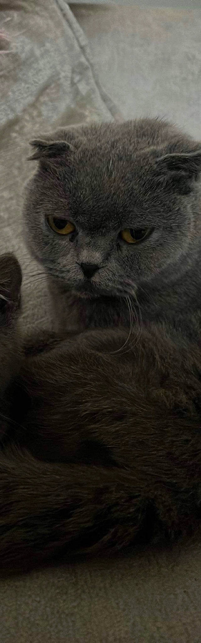 Eleanor joined the competition — help win amazing prizes! carnivore, cat, felidae, fur, grey, russian_blue, small_to_medium_sized_cats, snout, terrestrial_animal, whiskers