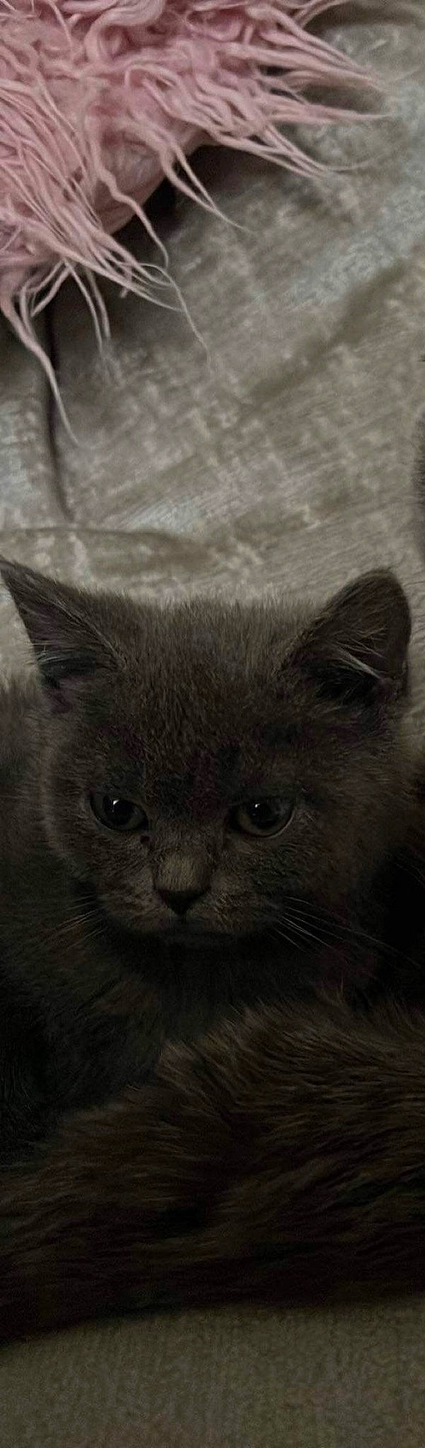 Rossi joined the competition — help win amazing prizes! british_longhair, carnivore, cat, domestic_short_haired_cat, felidae, fur, grey, small_to_medium_sized_cats, snout, terrestrial_animal, whiskers, window