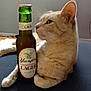 animal, background, beer_bottle, bottle, cat, curious, domestic_cat, feline, fur, indoor, lager, light, orange_cat, pet, relaxed, side_view, sitting, table, whiskers, yuengling