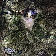 Elsa joined the competition — help win amazing prizes! cat, christmas_tree, tree_branch, christmas_lights, black_and_white, curious, pet, indoor, holiday, festive, animal, fur, nature, closeup, greenery, whiskers, eye_contact, cute, playful, decoration