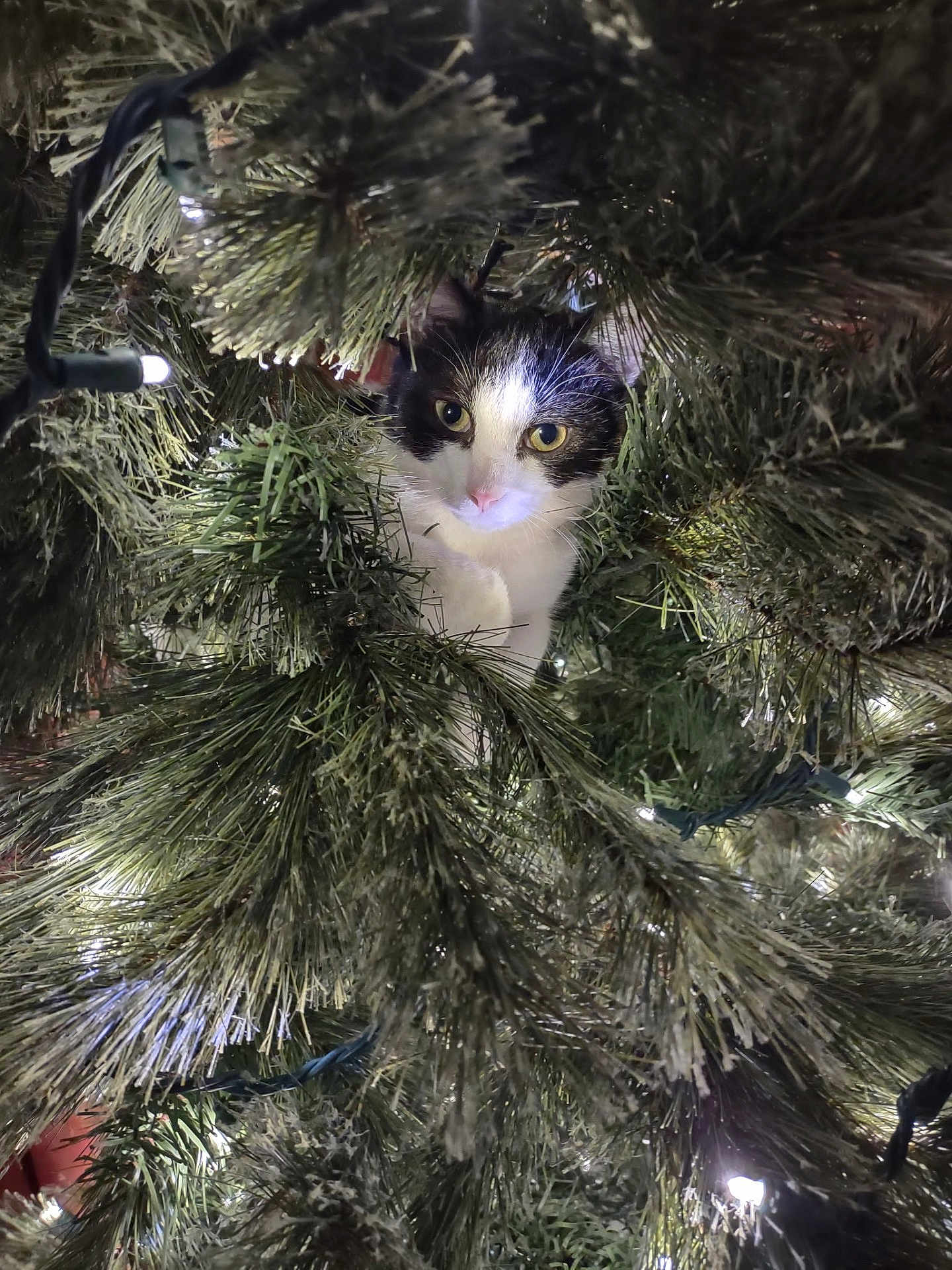 Elsa joined the competition — help win amazing prizes! cat, christmas_tree, tree_branch, christmas_lights, black_and_white, curious, pet, indoor, holiday, festive, animal, fur, nature, closeup, greenery, whiskers, eye_contact, cute, playful, decoration