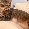 Luna Preciosa is registered to the contest to win money with this photo: cat, tabby_cat, pet, indoor, bed, pillow, fur, striped, collar, animal, resting, closeup, face, whiskers, ears, eyes, feline, domestic_animal, soft, cozy
