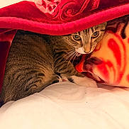 Luna Preciosa is registered to the contest to win money with this photo: cat, tabby, blanket, red, indoor, cozy, pet, fur, whiskers, curious, bed, comfort, soft, hiding, animal, domestic, cute, resting, warm, feline
