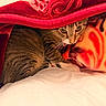 cat, tabby, blanket, red, indoor, cozy, pet, fur, whiskers, curious, bed, comfort, soft, hiding, animal, domestic, cute, resting, warm, feline