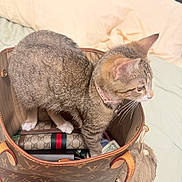 Luna Preciosa joined the competition — help win amazing prizes! animal, bed, cat, collar, designer_bag, ears, fashion, feline, handbag, indoor, leather, luxury, pet, pillows, pink_collar, plush_toy, scarf, standing, tabby_cat, whiskers