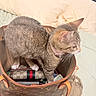 animal, bed, cat, collar, designer_bag, ears, fashion, feline, handbag, indoor, leather, luxury, pet, pillows, pink_collar, plush_toy, scarf, standing, tabby_cat, whiskers
